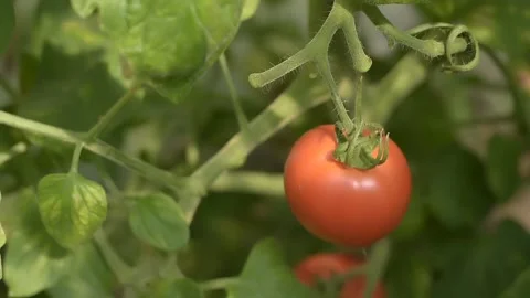 View of tomato vegetables Stock Footage 236441973