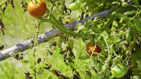 A view of tomato vegetables Stock Footage 236442018