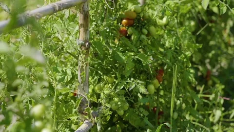 A view of tomato vegetables Stock Footage 236442105