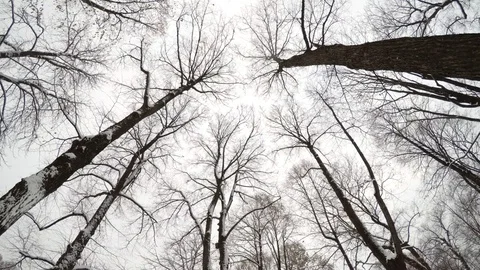 View of the top of bare winter trees from below against the background of snow Stock Footage 69790972