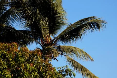 View of top of coconut tree Stock Photos