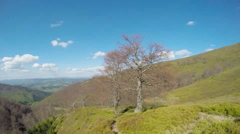 View From Top to Couple of Trees on a Mountain Ridge Under the Bright Sun Stock Footage 63947373