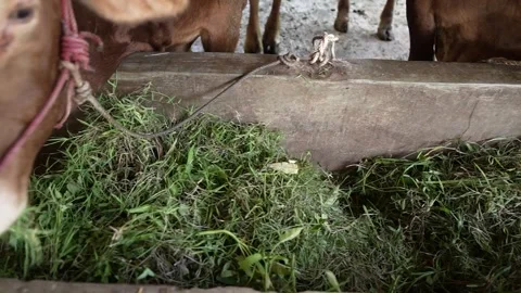 View from the top of cows in a barn are eating Stock Footage 258719446