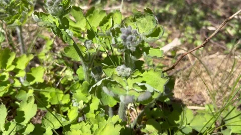 View from the top of the developing pale green flower of celandine. Video stock 242574999