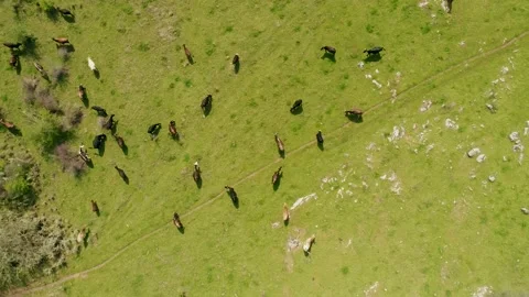 View top-down photo of meadow with red cows cattle grazing grass  Stock Footage 167722813