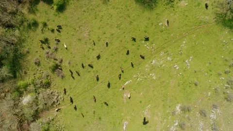 View top-down photo of meadow with red cows cattle grazing grass  Stock Footage 167722855
