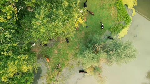 View top-down photo of meadow with red cows cattle grazing grass Stock Footage 230473765