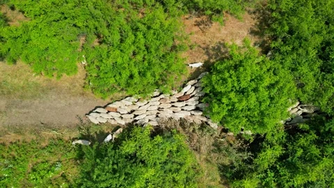 View top-down photo of meadow with sheep cattle grazing grass showing their long Stock Footage 256034811