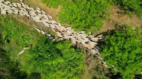 View top-down photo of meadow with sheep cattle grazing grass showing their long Stock Footage 256034817