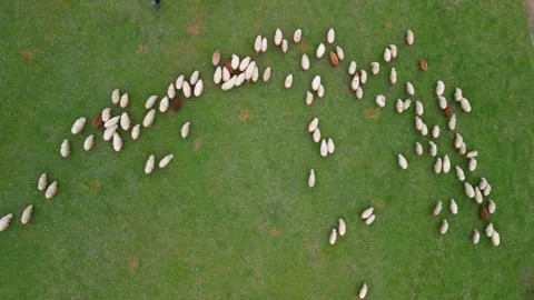 View top-down video of meadow with sheep cattle grazing grass  스톡 동영상 284001663