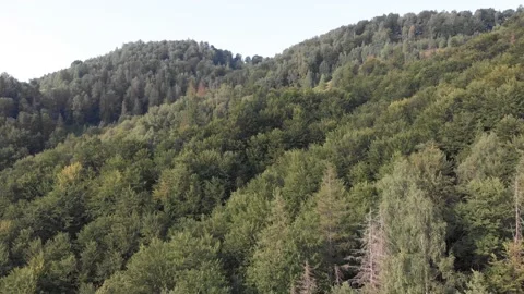 View from the top, the drone flight over the mountains and wild green forest. Stock Footage 196712015