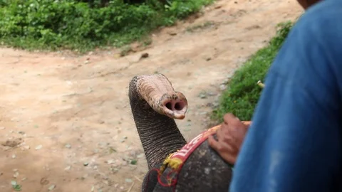 View from on top Elephant of it elephant eating a banana Stock Footage 104418461