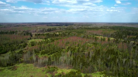 View from the top of the green forest under the blue sky. Stock Footage 196486490