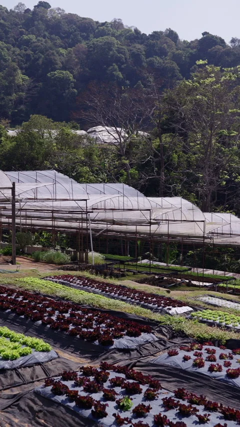 View from the top of a greenhouse between mountains and trees Stock Footage 265505066
