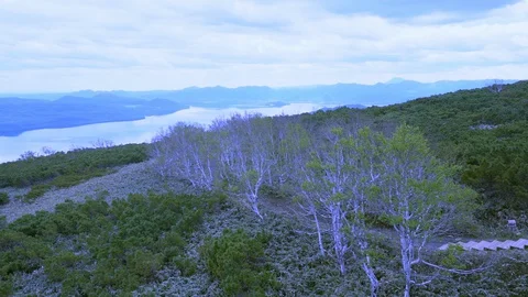A view from the top of a hill on a wide river, blue skyline and purple forest Stock Footage