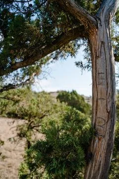 View of the top of the mountain from behind a tree, blue sky Foto stock