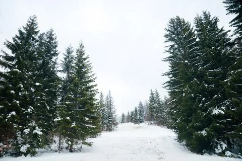 View from the top of mountain on forest in frost and low cloud. Stock Photos