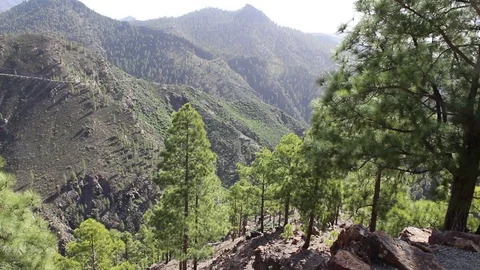View from the top of the mountain of the Pinus Canariensis Stock Footage 74134013