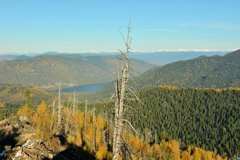 View from the top of the mountain through the trunks of dried trees onto a .. Fotos Stock