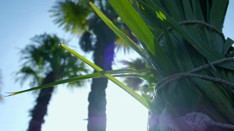 View on Top of Palms Against Blue Sky and Sun Stock Footage 137772519