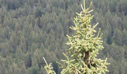 View of the top part of a pine tree Stock Photos
