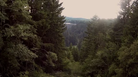 View from the top of a pine forest Stock-Footage 42525124