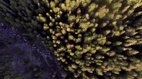 View from the top of a pine forest Video stock 42526302