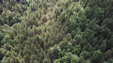 View Top of a Pine Forest Stock Footage 237986560