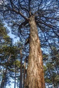 View of the top of pine tree in forest from the ground. Stock Photos