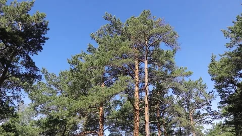 View of the top of the pine trees swaying in the wind on a sunny day Stock Footage 165940170