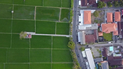 View from top on rice fields in denpasar, bali, indonesia Stock Footage 128462560