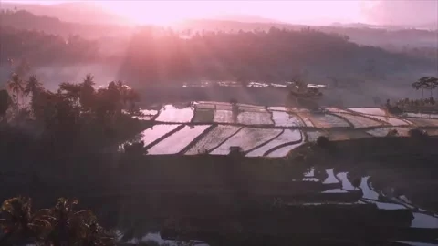 The view from the top of the rice fields is the most beautiful ever 库存影片 238695768