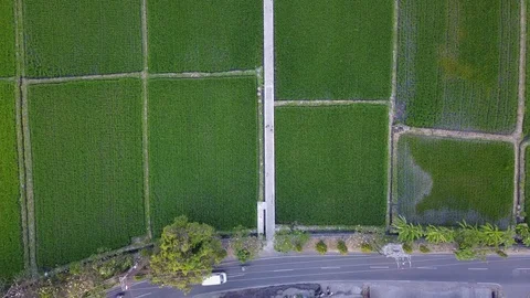 View from top on rice fields in - Rotating view from top Stock Footage 128397573