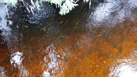 View from the top of river in Alaska full of salmon Stock-Footage 121599215
