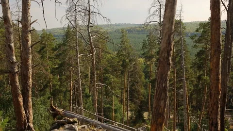View from the top of the rock in a pine forest. Stock Footage 96534735