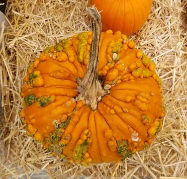 The view of a top of a round pumpkin Stock Photos