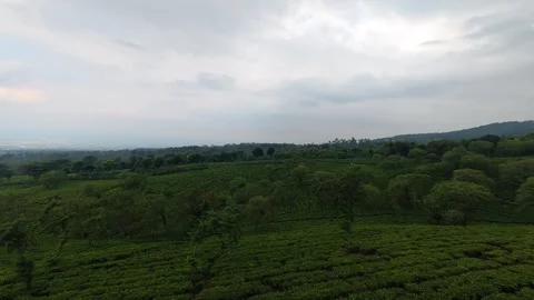 View from the top of the tea plantation Stock-Footage 339304960