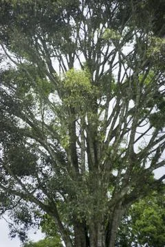 View of the top of the tree. Good concept for nature. Abstract views. Stock Photos