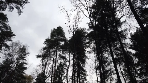 View of top trees and cloudy sky in autumn 動画素材 119786449