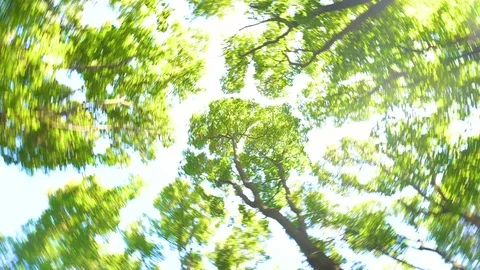 View on top of trees and spining around Stock Footage 101131280