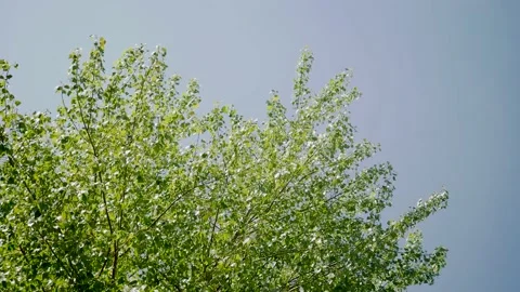 View of the top of trees with blue sky and moving leaves Stock Footage 155125905