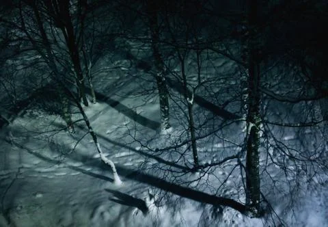 View from the top of the trees in the winter park at night Stock Photos