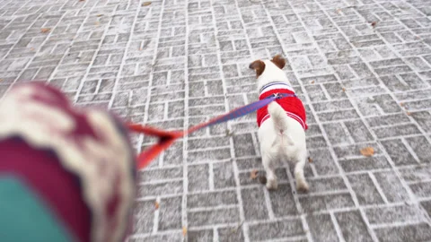 View from the top walking with jack russell terrier in a winter park wearing Stock Footage 145428435