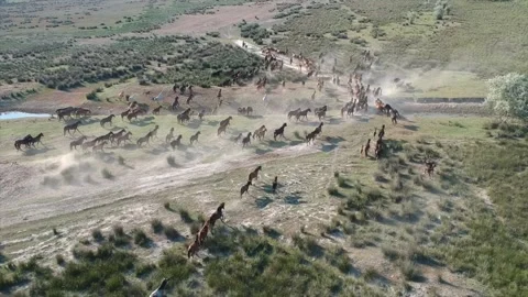 View from the top of wild horses, view from drone Stock Footage 142739530