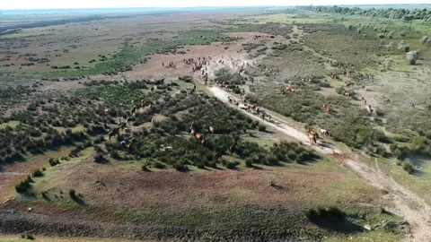View from the top of wild horses, view from drone Stock Footage 142739536