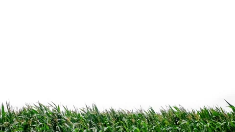 View on the tops of green corn growing on the field. Green corn stalks and Stock Footage 245808671