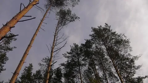 View of the tops of the pine trees in the sunlight from the ground level. Stock-Footage 101420147