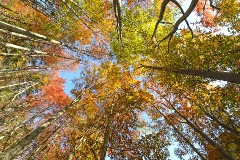 View of the tops of the pine trees in the sunlight Stock Photos