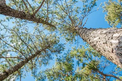 View of the tops of the pine trees in winter forest from the ground. Bottom V Stock Photos