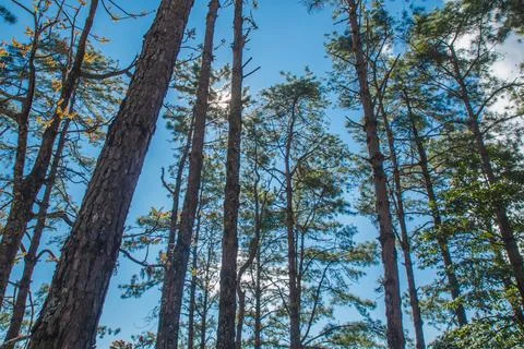 View of the tops of the pine trees in winter forest from the ground. Bottom V Foto stock